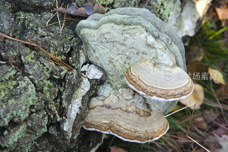 木质部(Fomes fomentarius)